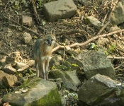 Fox616